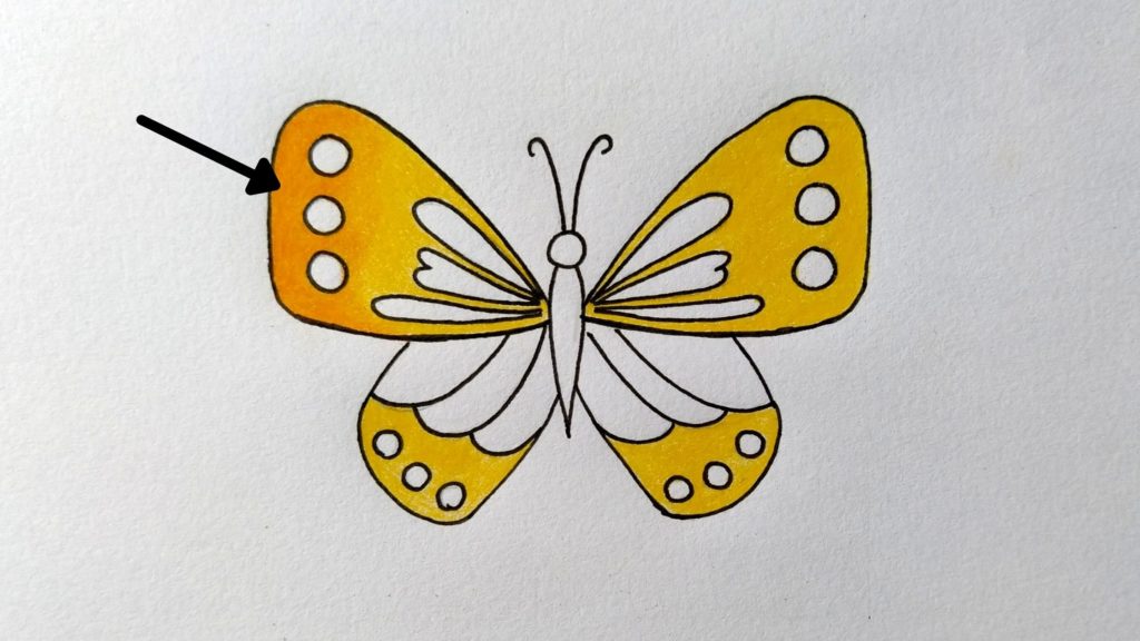 Butterfly drawing I did : r/drawing